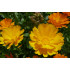 Goudsbloemtinctuur  (Calendula officinalis)