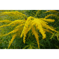Guldenroedetinctuur (Solidago virgaurea)