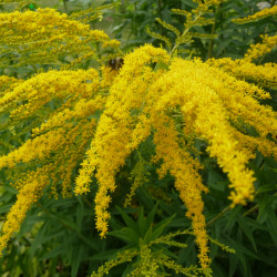 Guldenroedetinctuur (Solidago virgaurea)