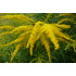Guldenroedetinctuur (Solidago virgaurea)