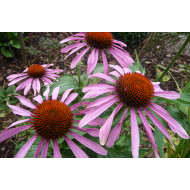 Echinacea extract  (Rode zonnehoed)