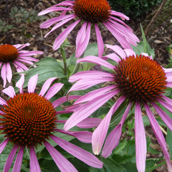 Echinacea extract  (Rode zonnehoed)