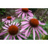 Echinacea extract  (Rode zonnehoed)