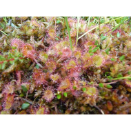 Ronde zonnedauwcomplex  (Tijmcomplex/Drosera complex )