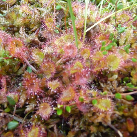 Ronde zonnedauwcomplex  (Tijmcomplex/Drosera complex )