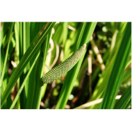 Kalmoestinctuur  (Acorus calamus)