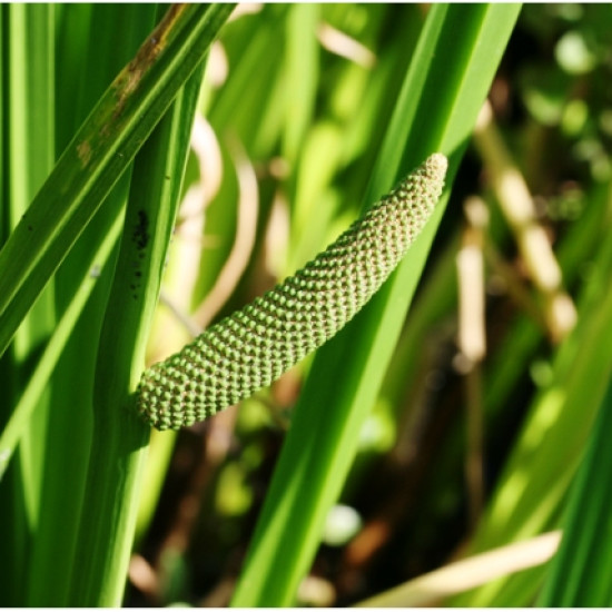 Kalmoestinctuur  (Acorus calamus)