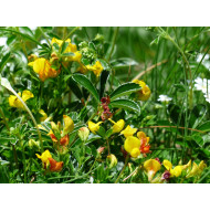 Fenegriekextract  (Hoornklaver/Trigonella foenum-graecum)