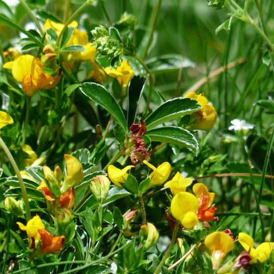 Fenegriek extract  (Hoornklaver/Trigonella foenum-graecum)