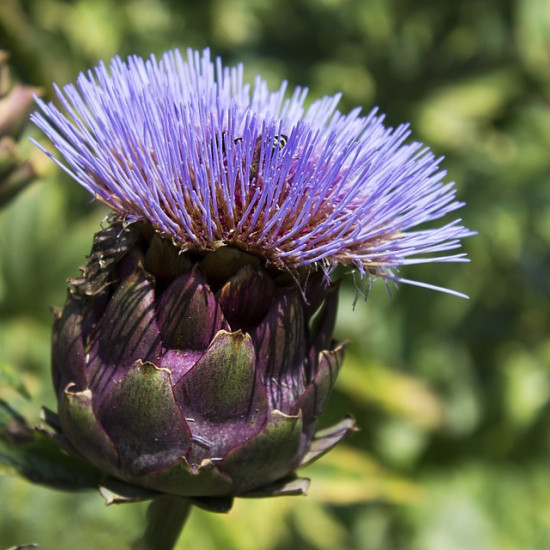 Artisjoktinctuur  (Cynara scolymus)