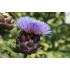 Artisjoktinctuur  (Cynara scolymus)