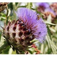 Artisjokcomplex  (Paardenbloemcomplex/Cynara complex )