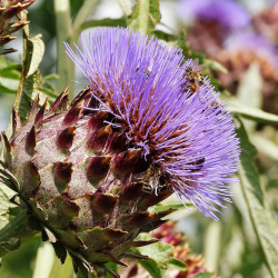 Artisjokcomplex  (Paardenbloemcomplex/Cynara complex )