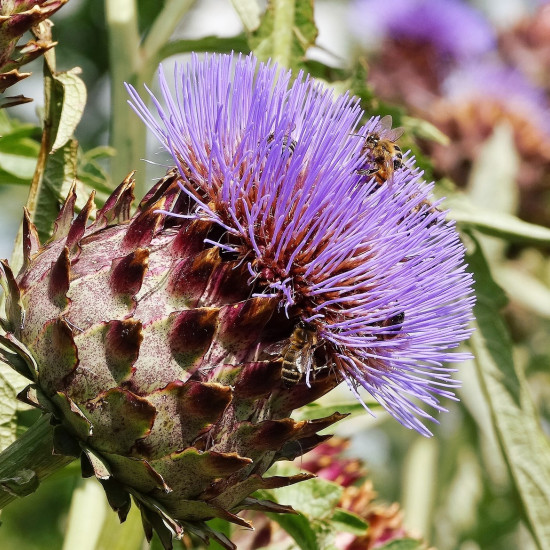 Artisjokcomplex  (Paardenbloemcomplex/Cynara complex )