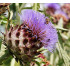 Artisjokcomplex  (Paardenbloemcomplex/Cynara complex )