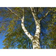 Berkenextract  (Betula alba)
