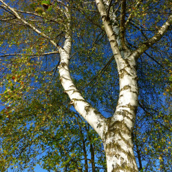 Berkenextract  (Betula alba)