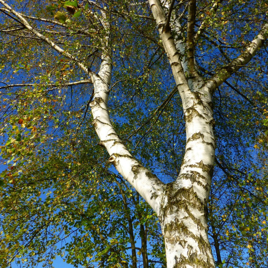 Berk extract  (Betula alba)