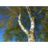 Berkenextract  (Betula alba)