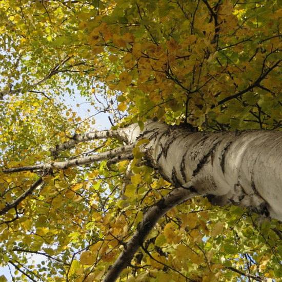 Berktinctuur  (Betula pendula)