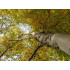 Berktinctuur  (Betula pendula)