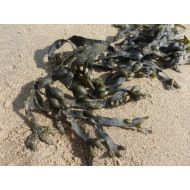 Blaaswiertinctuur  (Kelp/Zeewier/Fucus vesiculosus)
