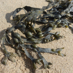 Blaaswiertinctuur  (Kelp/Zeewier/Fucus vesiculosus)