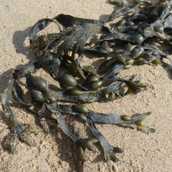 Blaaswiertinctuur  (Kelp/Zeewier/Fucus vesiculosus)