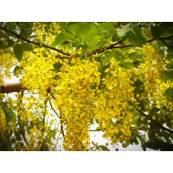Sennatinctuur (Cassia angustifolia)