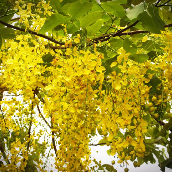 Sennatinctuur (Cassia angustifolia)