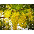 Sennatinctuur (Cassia angustifolia)