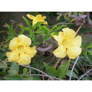 Kattenklauwtinctuur (Uncaria tomentosa, Cat's claw)