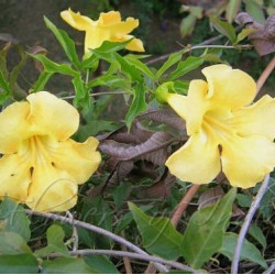 Kattenklauwtinctuur (Uncaria tomentosa, Cat's claw)