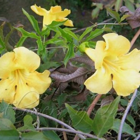 Kattenklauwtinctuur (Uncaria tomentosa, Cat's claw)