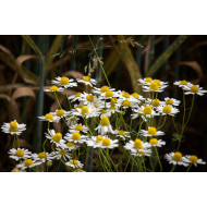 Kamilletinctuur  (Matricaria recutita/Chamomilla recutita)