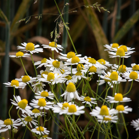 Kamilletinctuur  (Matricaria recutita/Chamomilla recutita)