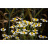 Kamilletinctuur  (Matricaria recutita/Chamomilla recutita)