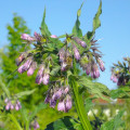 Spieren Pezen Gewrichten
