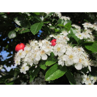 Meidoorntinctuur (Crataegus)