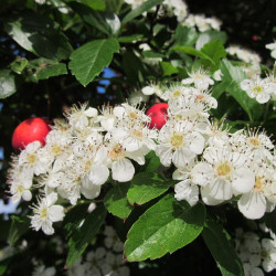 Meidoorntinctuur (Crataegus)