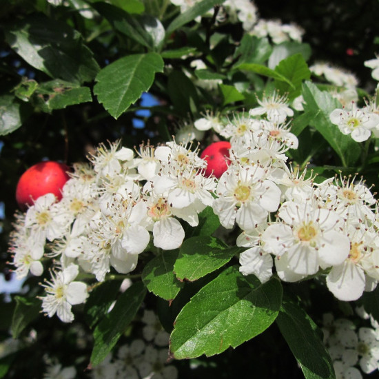 Meidoorntinctuur (Crataegus)