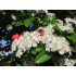 Meidoorntinctuur (Crataegus)