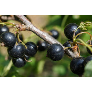 Zwarte bes extract  (Ribes nigrum)