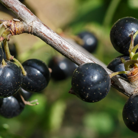 Zwarte bes extract  (Ribes nigrum)