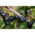 Zwarte bes extract  (Ribes nigrum)