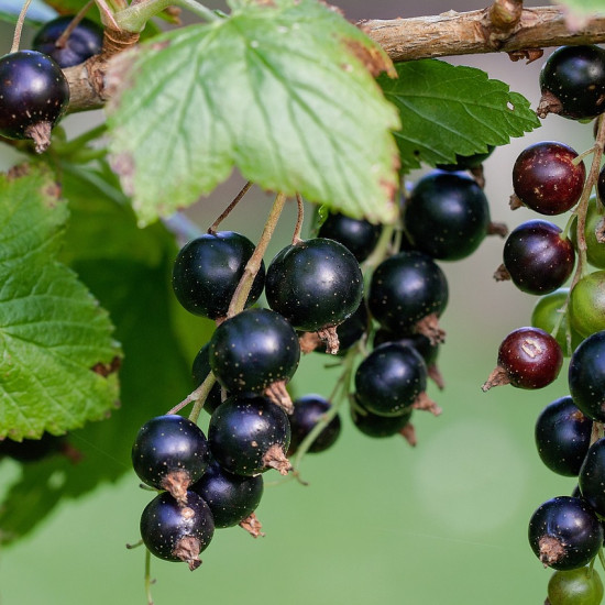 Zwarte bes tinctuur (Ribes nigrum)