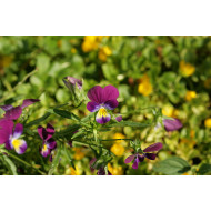 Driekleurig viooltje tinctuur (Viola tricolor) 