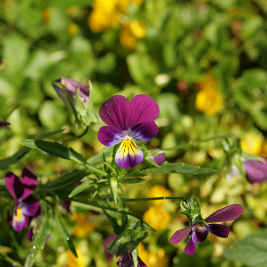 Driekleurig viooltje tinctuur (Viola tricolor) 