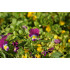 Driekleurig viooltje tinctuur (Viola tricolor) 