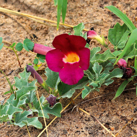 Duivelsklauwtinctuur (Harpagophytum)